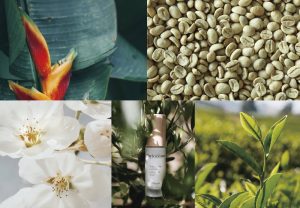 『PHYTOCEANE』 リブランディングにより製品ラインナップを拡大発売