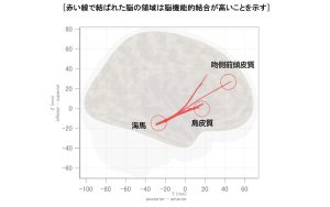 心地よいフェイシャルエステに関連する脳の活動領域を解明｜日本メナード化粧品